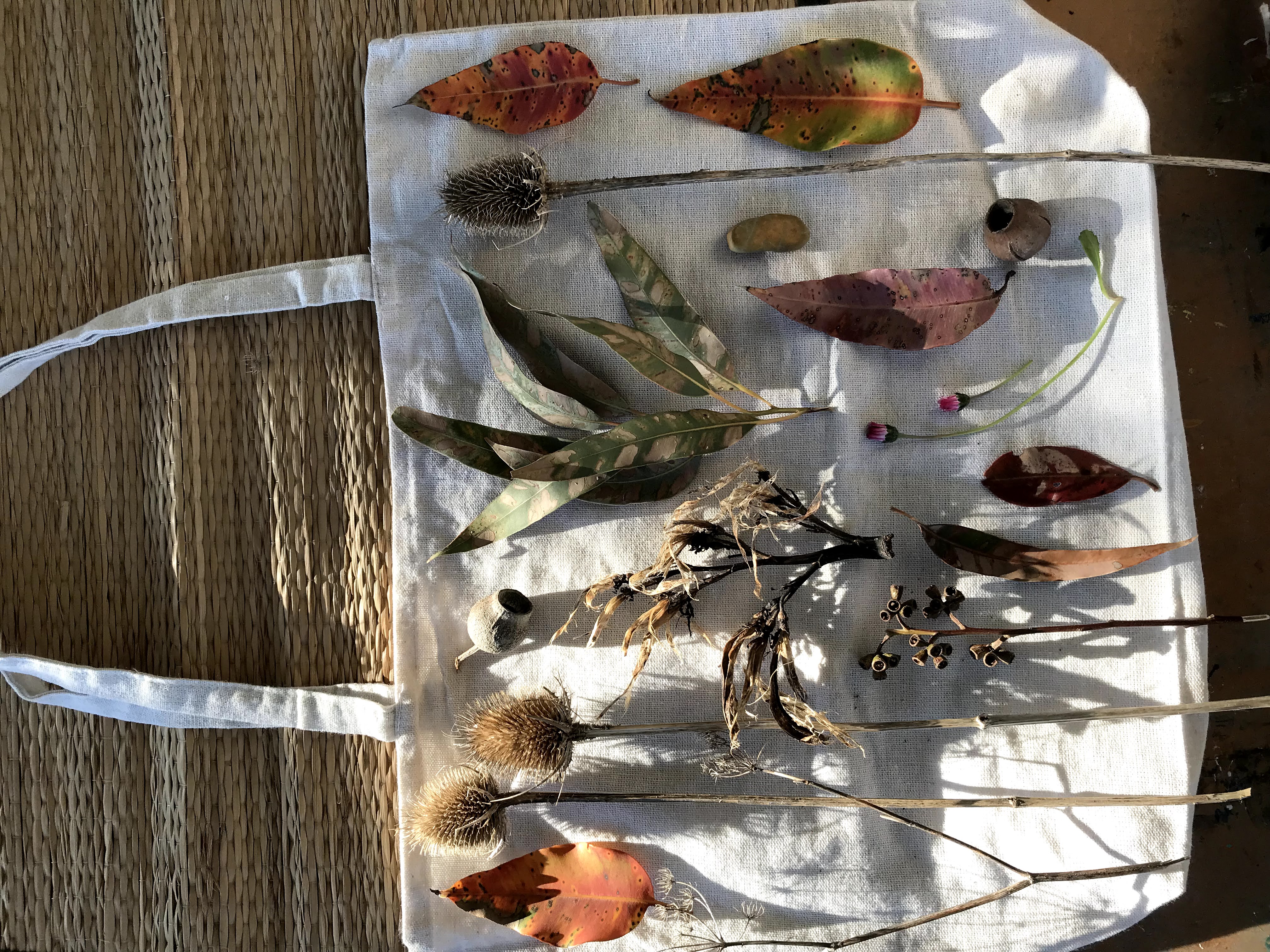 A collection of found natural objects from a nature walk